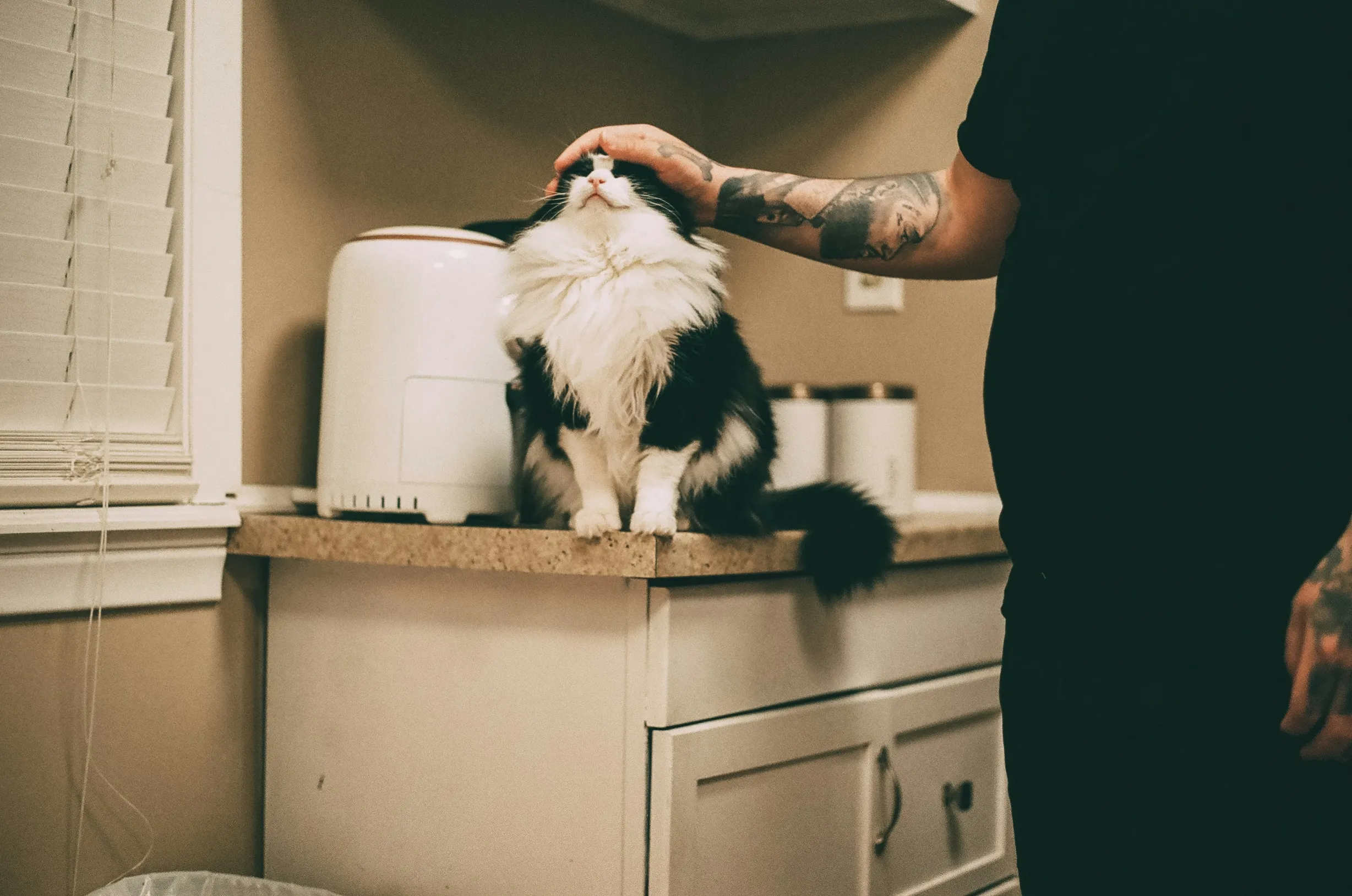 A black-and-white long-haired cat sits on a beige kitchen countertop. A person wearing a black shirt and sporting tattooed arms gently pets the cat's head. The setting is indoors in a kitchen corner with beige walls, a window with white blinds on the left, and kitchen cabinets below the countertop. A white kitchen appliance and some containers are visible on the counter behind the cat.