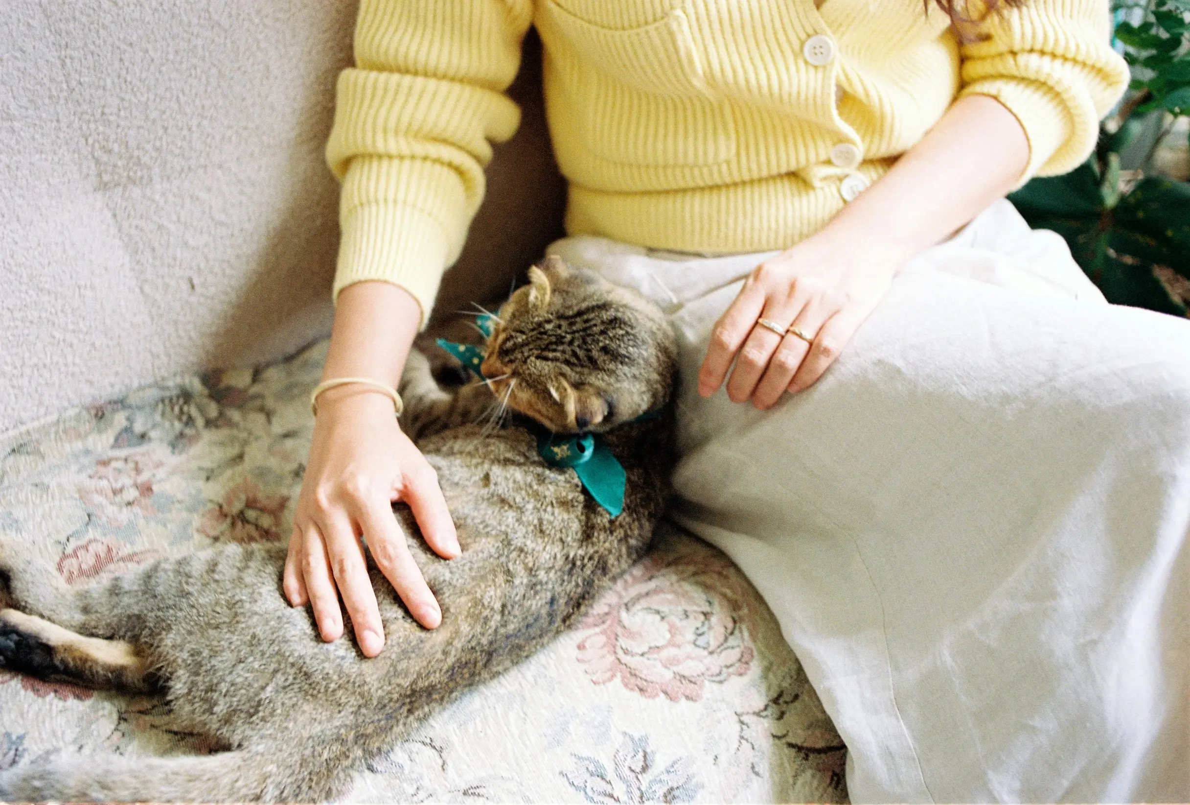 A woman gently pats a relaxed tabby cat indoors, creating a warm and cozy atmosphere.