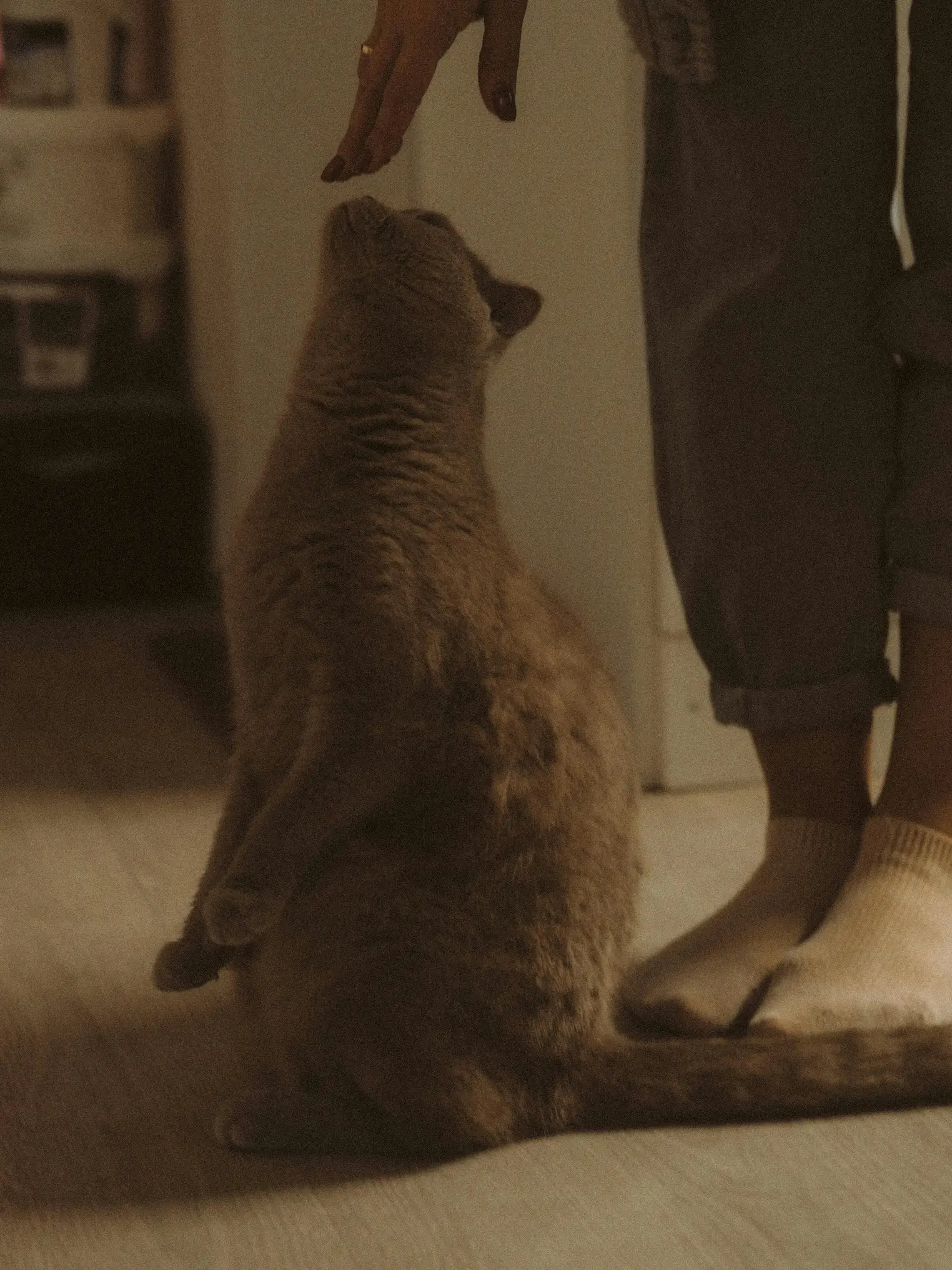 A woman gently pats a standing cat indoors, showcasing a moment of tenderness.
