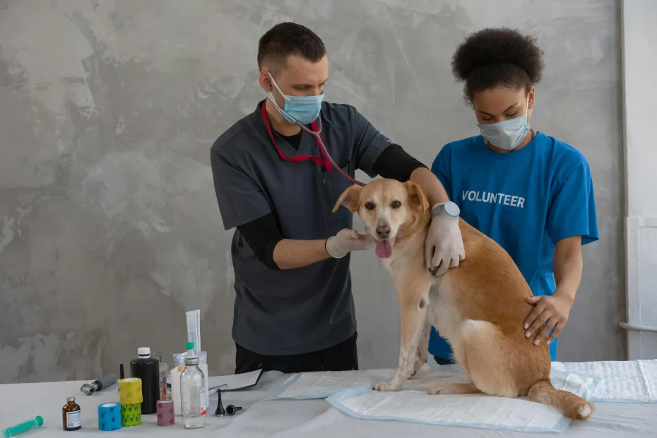 The image shows two people attending to a dog on a table covered with a white cloth in an indoor setting. One person is wearing a dark scrub top and a face mask, using a stethoscope on the dog. The other person, also wearing a face mask, has a blue shirt labeled 'VOLUNTEER' and is gently holding the dog. Several medical bottles and instruments are arranged on the table nearby. The background is a plain gray wall with a window partially visible on the right.